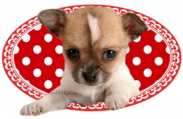 images/productimages/small/Hondje polkadot rood-wit BIH.jpg